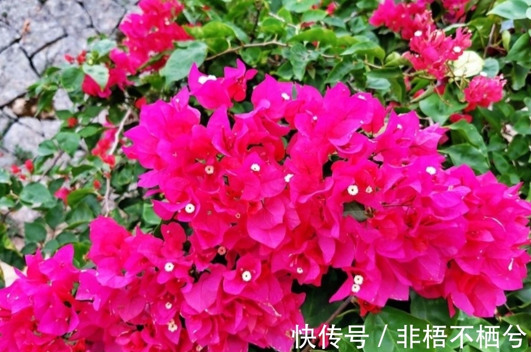 哪些花开花漂亮,花期又长?推荐5种花期超长的花卉