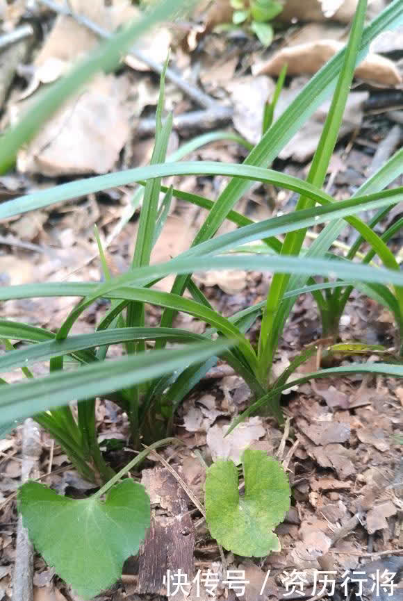 野外遇到的兰花,可不可以挖?出于人道主义,禁止野外开采