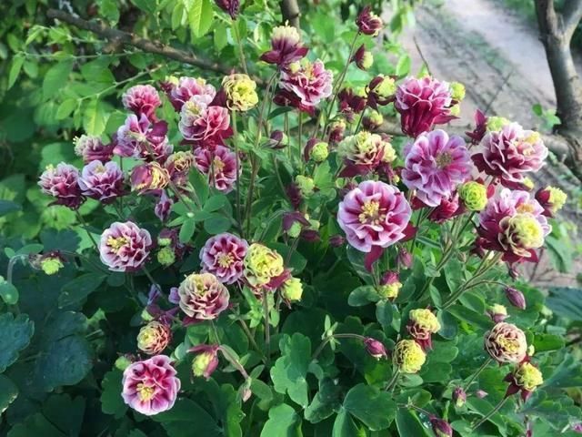 这花名字土掉渣,开花却特美,花期长达3个月