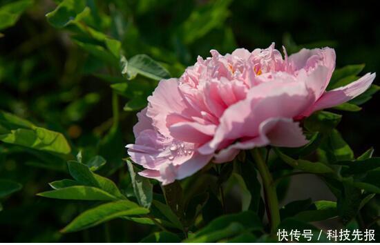 牡丹的传说故事第三章,龙池牡丹王封:牡丹仙子在人间撒下牡丹花