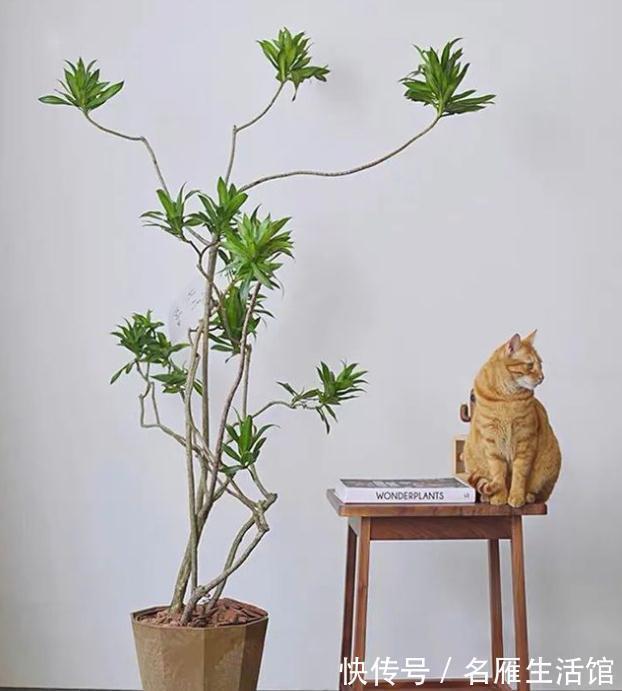 枝叶|客厅见树,家业稳固!适合客厅养的五种树,大气美观,幸福感倍增