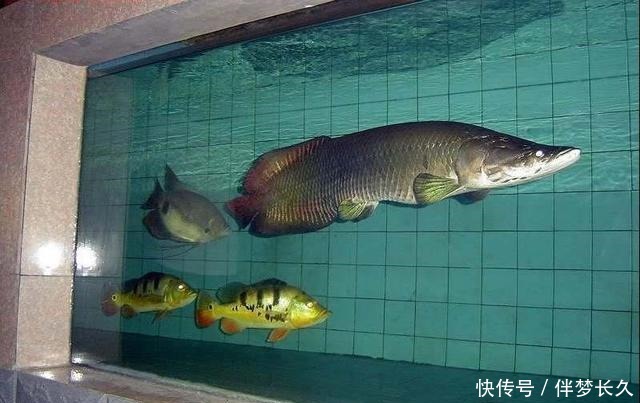 饲养观赏鱼想不死鱼,就要把以下简单的事情重复做,做到熟练为止