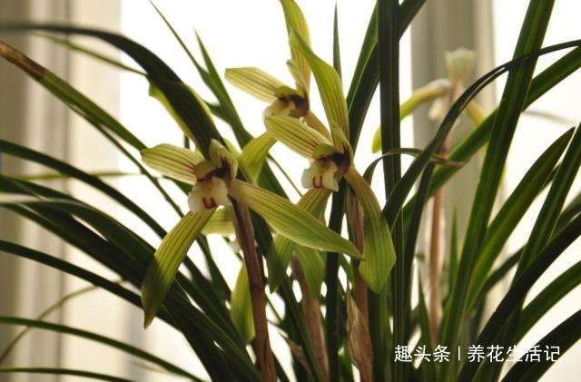 浓度|兰花出现干尖问题,只需把住“4点”就能解决,以后不再出现!