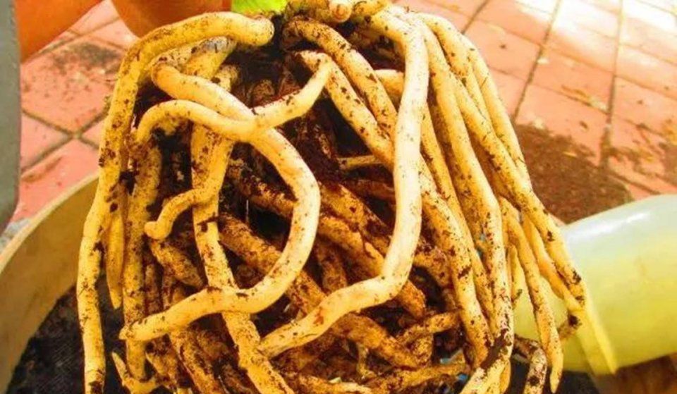 烂根|这才是养花“神器”,盆底铺一层,养啥花都不烂根