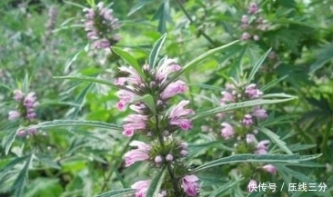 干净|十个人九个炎症,常用此物泡水,活血调经,子宫越来越干净