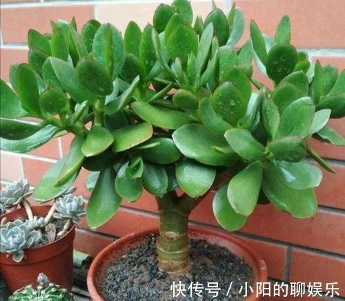 花卉|新手浇水过多,容易被淹死的几款花卉绿植,你家养了几种