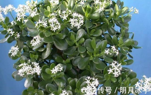 玉髓|这两种植物养得好,稍微注意就能养出老桩来价值高气势好