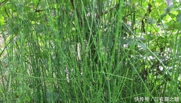 农民|农村一种常见野草，以前总被农民忽视，如今市场800一斤难买到