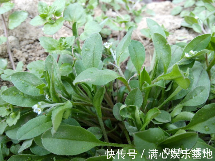 农村|在农村有一种植物，它的名字里有“菜”字，你认识吗？