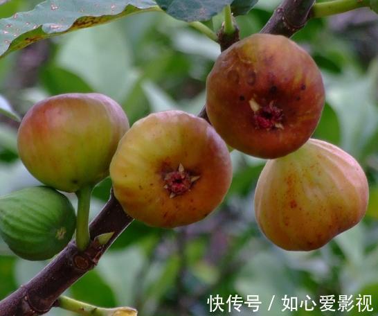 无花果浑身都是宝,不仅果子好吃,叶子也有用,别再傻傻的丢掉了