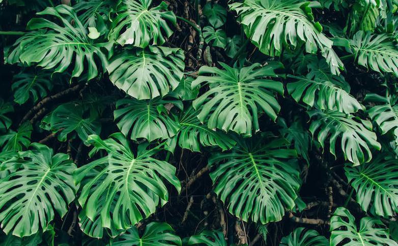 最适合室内养护的绿植，棵棵都是有害气体的克星，赶快去入手几盆