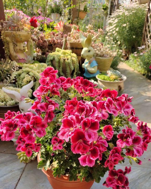 她是个狂热的天竺葵迷，院子里疯狂养了300盆，花团锦簇太养眼