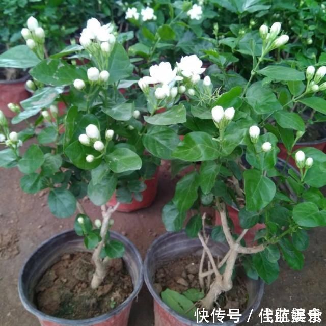 发黄|茉莉出现特殊“黄叶”,用“特殊”液体浇,一浇就发绿花朵呼呼冒