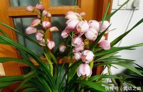 价值|这种花颜色鲜艳,花朵极大,欣赏价值极高,深受花迷们的青睐