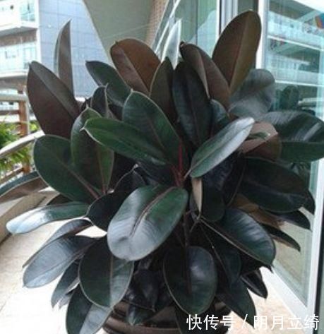 有钱人都养4种花,招财纳福带好运,净化空气,还有助于睡眠