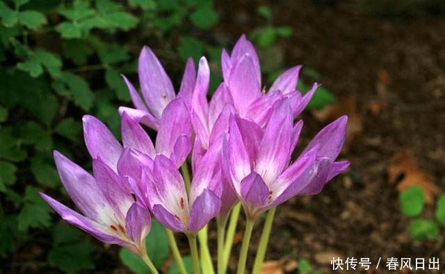 室内|不宜养在家中室内的8种花,再美也别养,如果有快搬出去