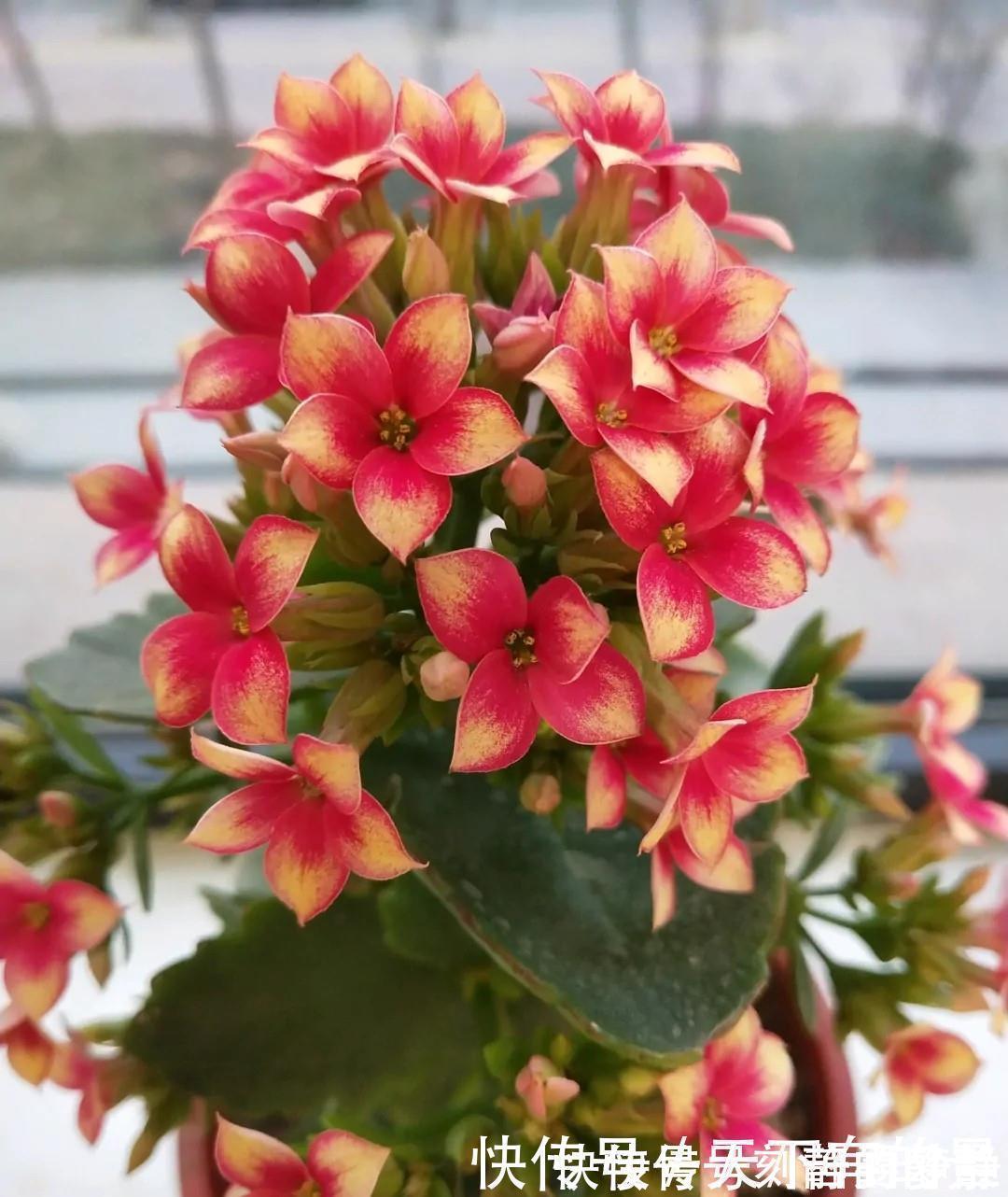 小老桩|长寿花有“三怕”,入冬养护得避开,养成小老桩,清香宜人小半年