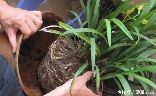 养分|养花换盆:废弃的旧土怎么处理?掺入这3样东西,可再次使用