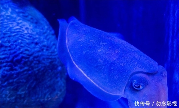 完美避开红色 调色盘一样的动物血色是如何造成的 答案终于来了 快资讯