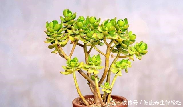 养7种花,浇水容易冻死,干养才是过冬的“法宝”!