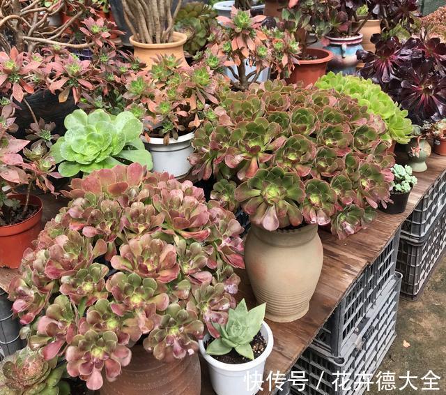 降温养多肉？一点不用怕，越冷越美出状态，长得还快