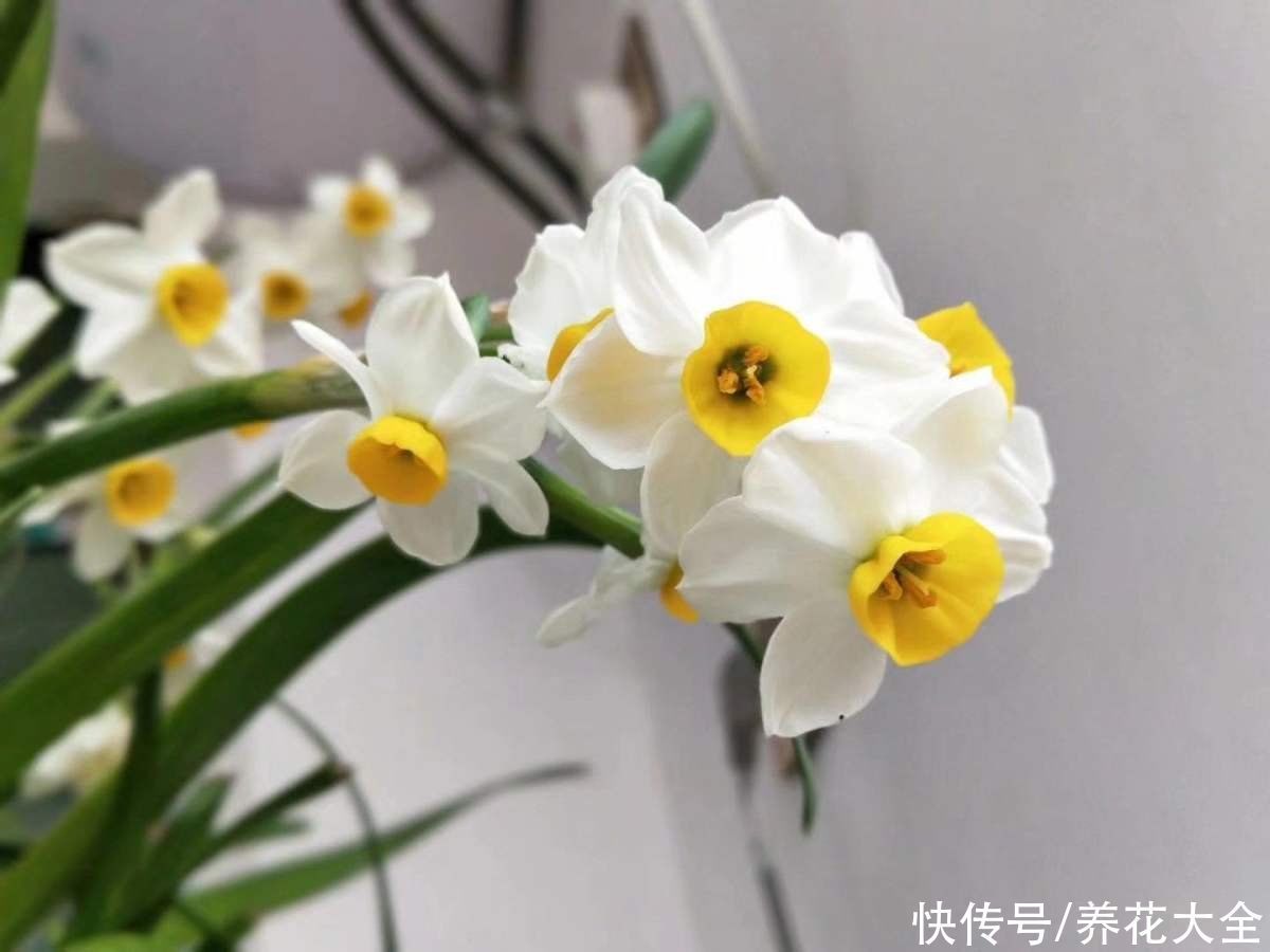 信子|4种“一次性”花卉,开完就赶紧扔掉,浪费精力也不再开花