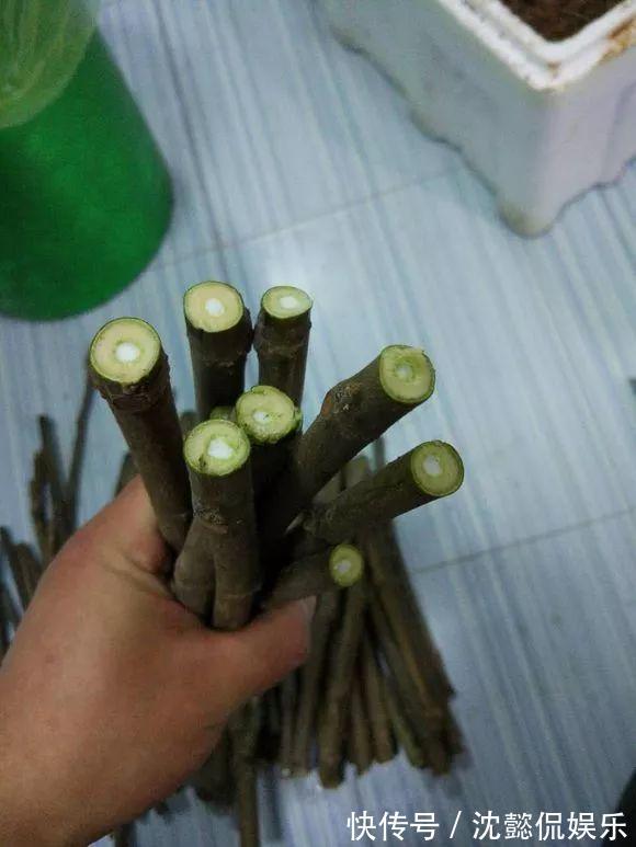 枝条|大粗杆插土里,7天生根,当年结果压弯枝,不用买水果了!