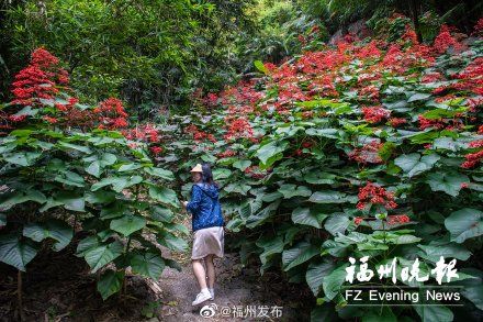 桃花源|福清少林村：误入的“桃花源”