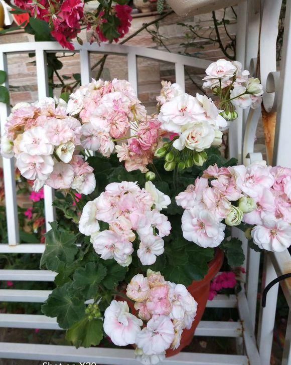 她是个狂热的天竺葵迷，院子里疯狂养了300盆，花团锦簇太养眼