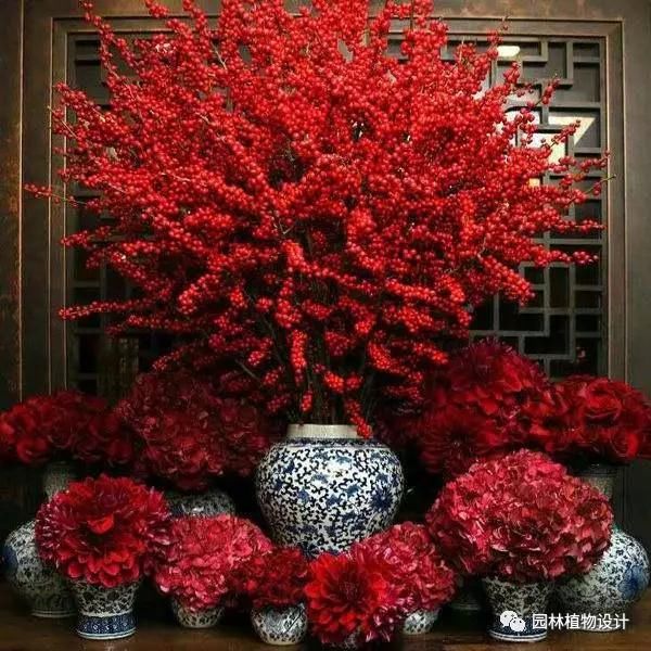 这8种室内花卉盆栽,春节就能开花!