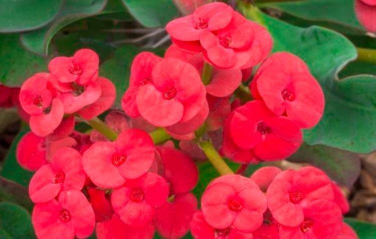 谁见了都喜欢的4种花,开花又大又艳,比牡丹美,比绿萝好养