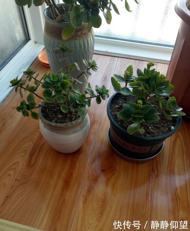 长寿花这个地方剪一剪,满头冒花苞,独苗绽放层叠群花