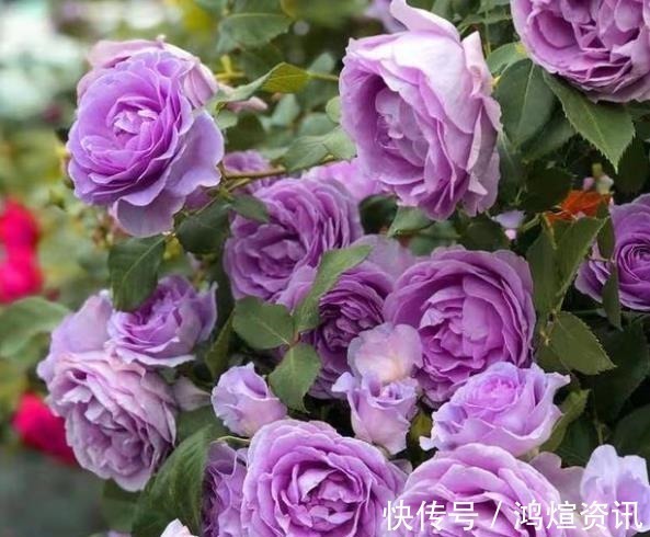 盘点10款经典的月季花,皮实好养颜值高,总有一款适合你