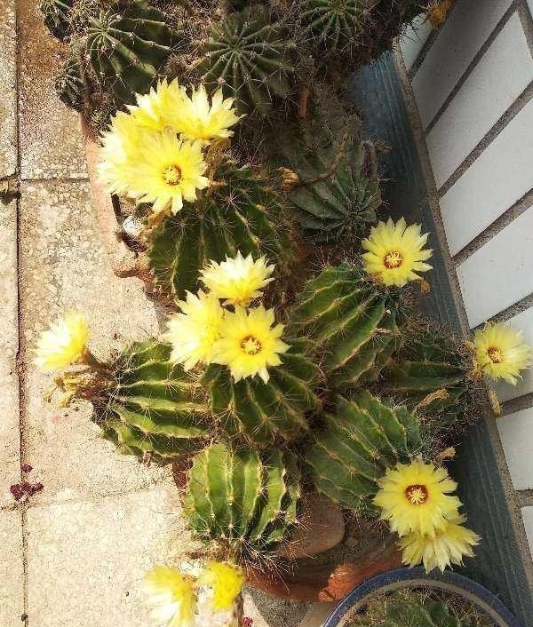 4种花不能朝叶子喷水,通风不好易烂叶,一定要注意