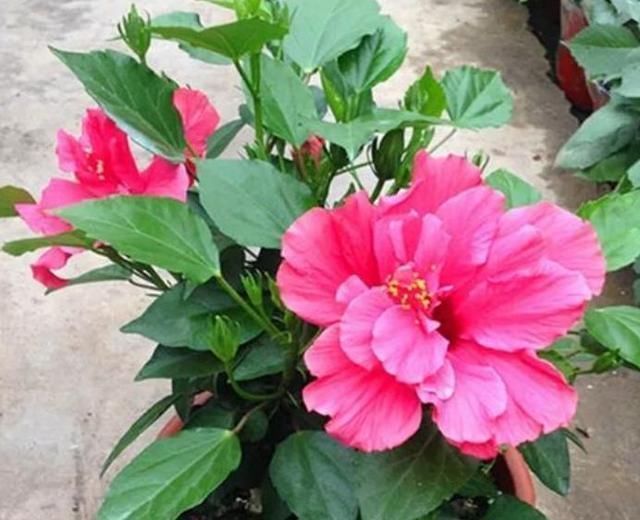 阳台养花，这几种花不能少，花美寓意好，一养就爆盆，美成小花海