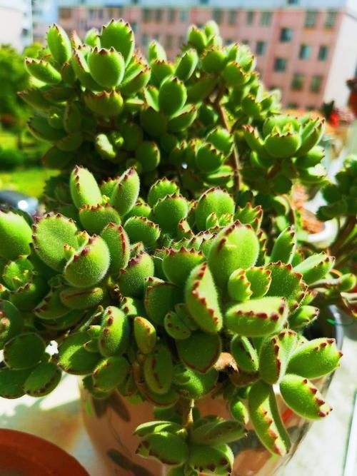 冬季熊童子变瘦，4月份做好4点后，“小熊掌”胖胖的