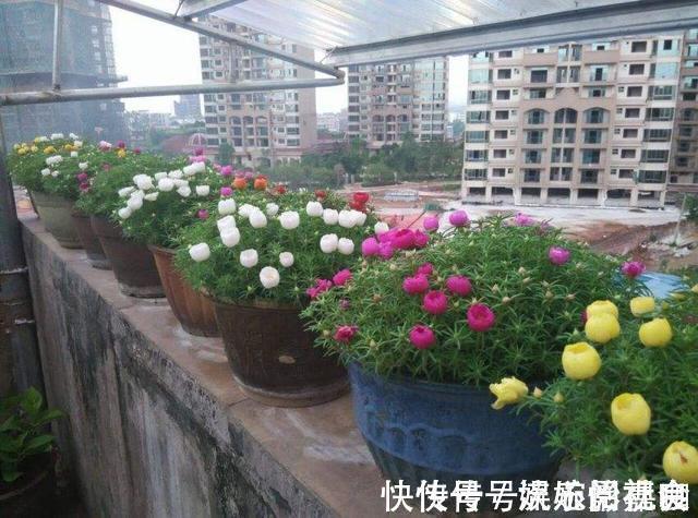 旧土|养花旧土别扔,“3样”东西加一点,土质肥沃,养花特旺,开花多