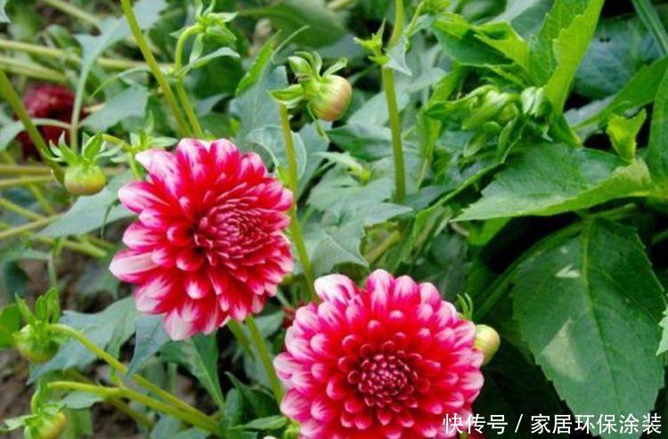 4种懒人花,不用管也能开花爆盆,花期超长一开就是大半年