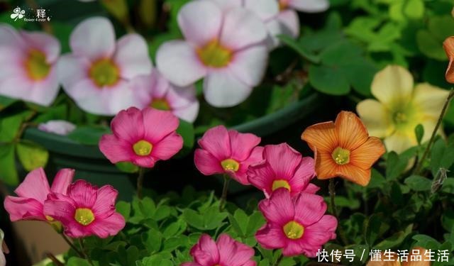  阳台最值得养的一种花，花期半年花朵艳丽，几乎每个人都种过！