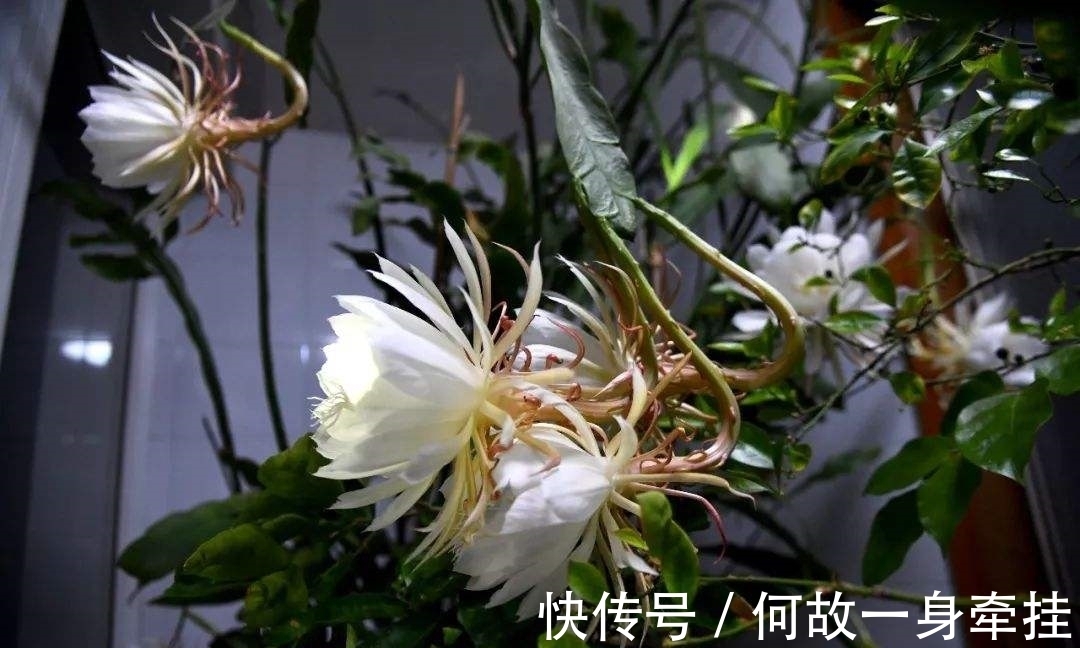 6种漂亮花“不吉利”，讲究人一般不养，但是太漂亮，看着就喜欢