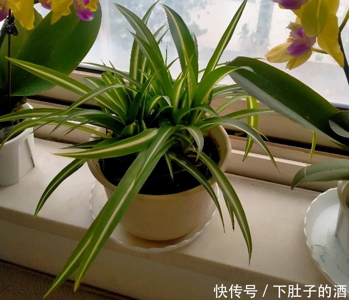 养好吊兰,有3招,叶子又多又大又绿,还有小吊兰