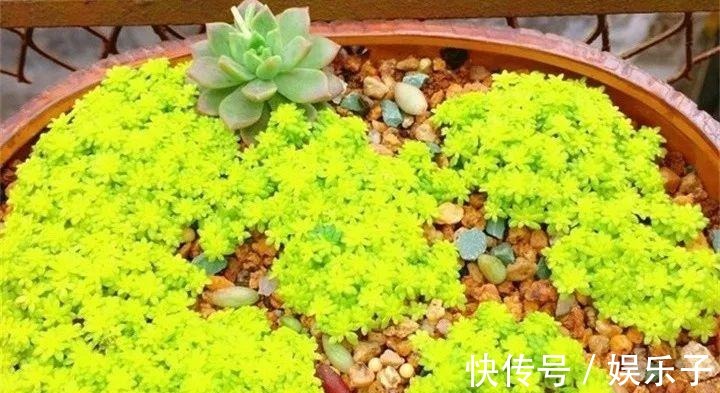 多头多肉|多肉爆盆的4种方法,简单还有效,轻松一盆变多盆!