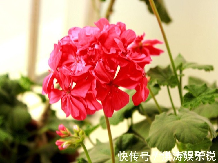 牛牛男|出了名的疼老婆的三生肖男,不会轻易离婚,看看你嫁对了吗