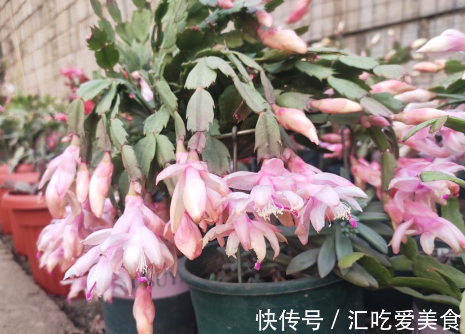 带苞的蟹爪兰，刚买回家就变“徒”该怎么办？趁早调控这些细节