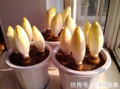 新人养花想得心应手,需注重3个小技巧,掌握到位养啥花都不难