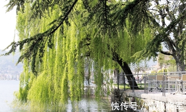 柳树!唐朝折杨柳古诗五首:莫言短枝条,中有长相思