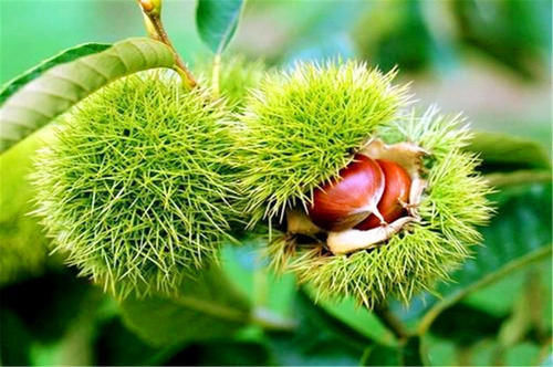 食物|脾胃不好的人,该怎么办?养好胃,饮食上要尽量少吃3物,多吃4物