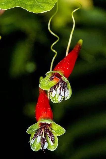 太太太漂亮了，绝对没有见过，发到群里，朋友们会爱死你的！