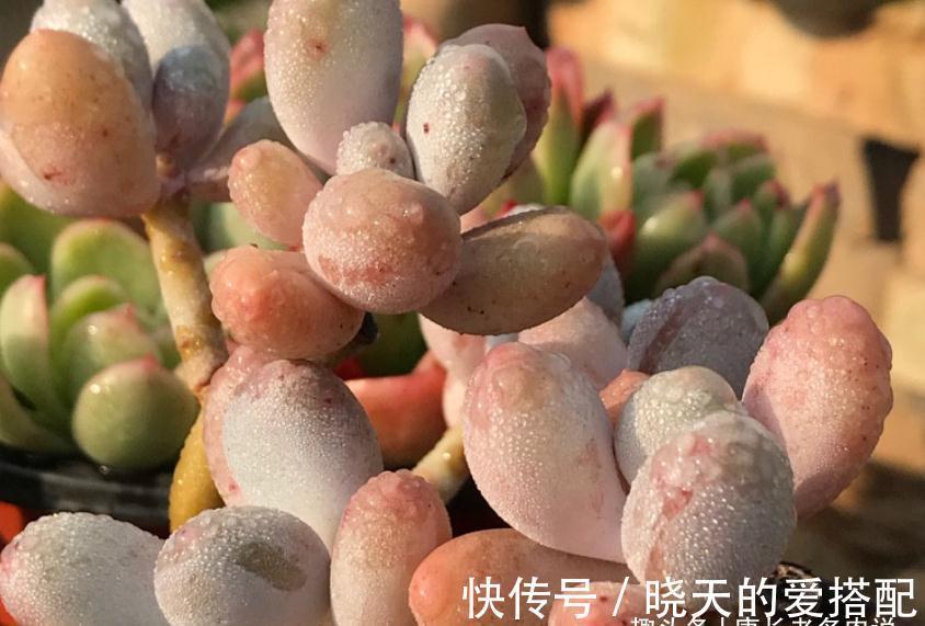 蓝姬莲|有6种水别用来浇多肉,后果要么是盆土板结,要么多肉直接挂掉