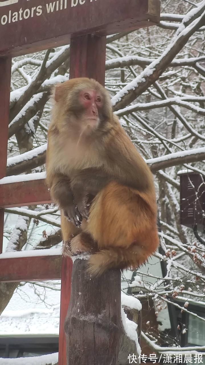 春节|张家界黄石寨：大雪纷飞迎虎年春节